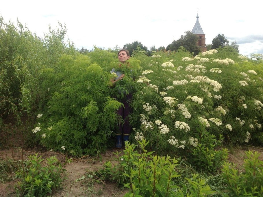 Бузина черная Лациниата в ландшафтном дизайне