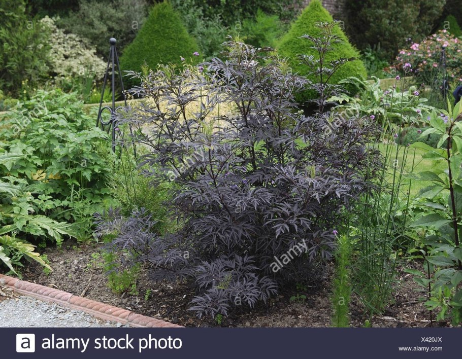 Бузина чёрная Блэк Лэйс