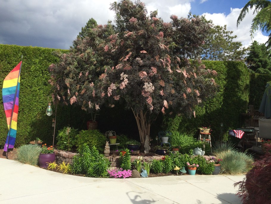 Бузина чёрная Блэк Лэйс в ландшафтном дизайне