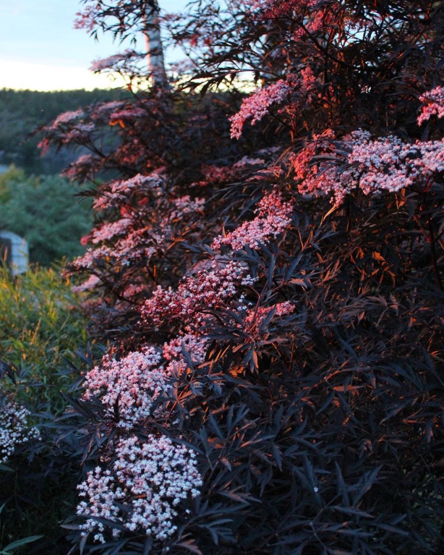 Бузина чёрная Блэк Тауэр