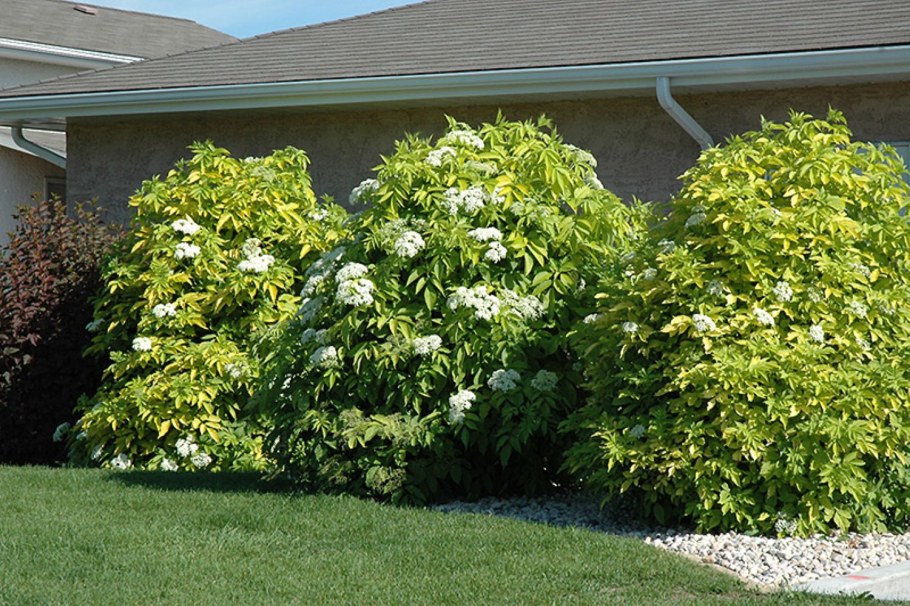 Бузина черная Ауреа