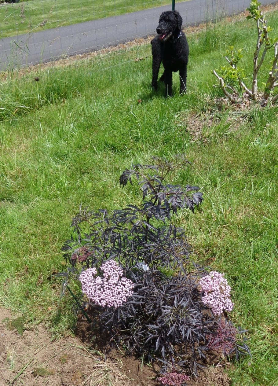 Бузина чёрная Блэк Лэйс