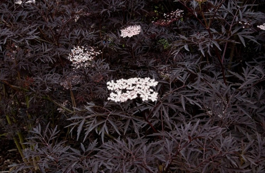 Бузина черная Лациниата