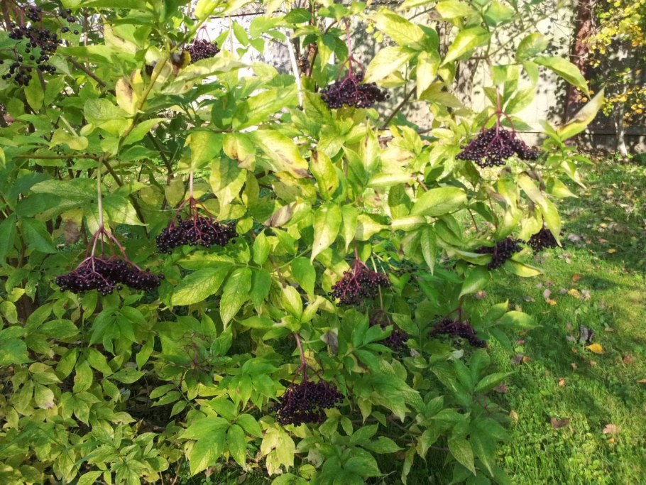 Бузина черная Ауреа