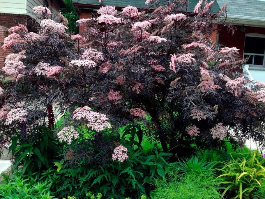 Бузина черная Блэк Лейс