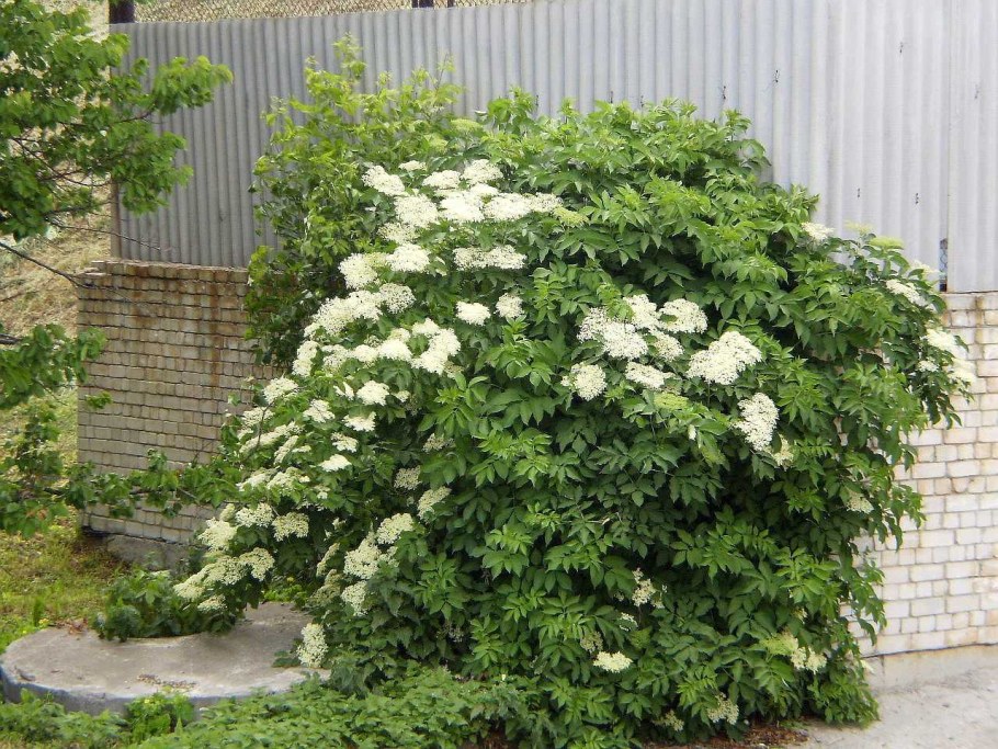 Бузина Блэк Бьюти