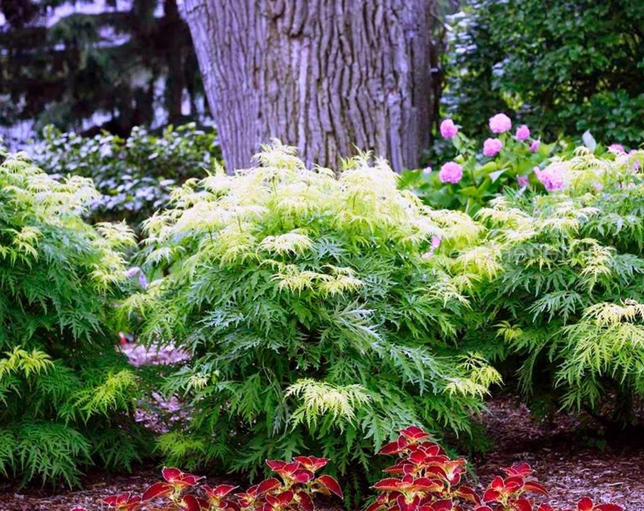 Бузина Ауреа