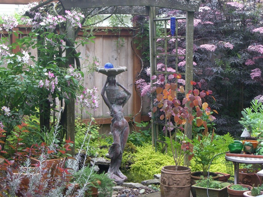 Бузина чёрная в ландшафтном дизайне