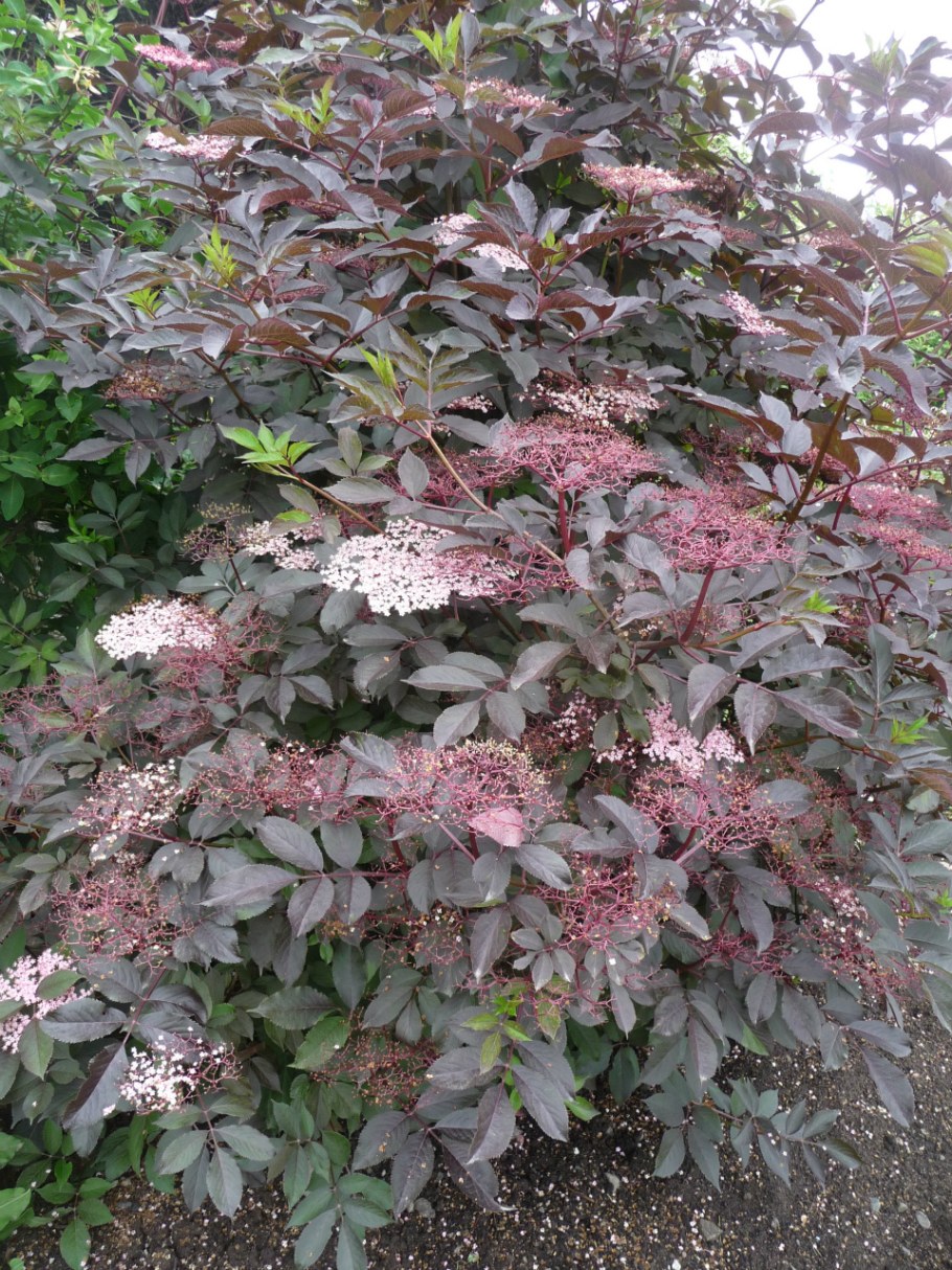 Бузина черная Тандерклауд