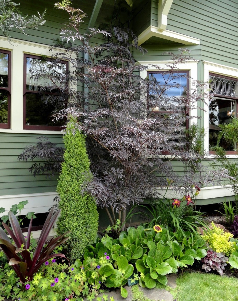 Бузина чёрная Блэк Лэйс в ландшафте