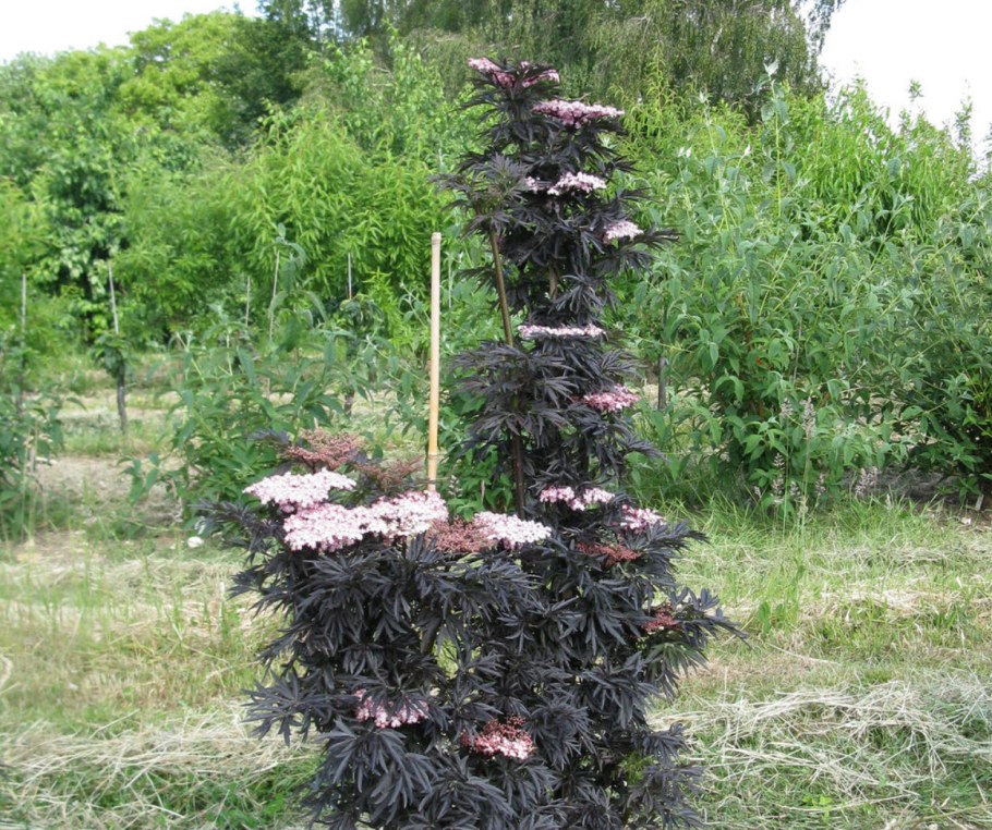 Бузина черная Black Tower