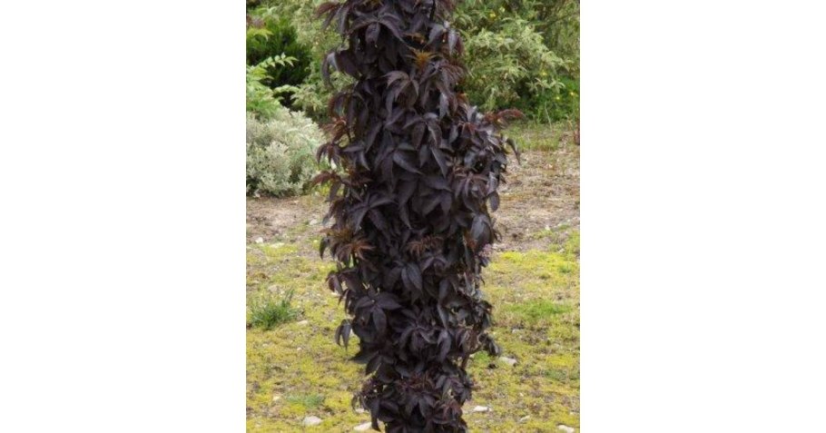 Бузина колоновидная Блэк Тауэр