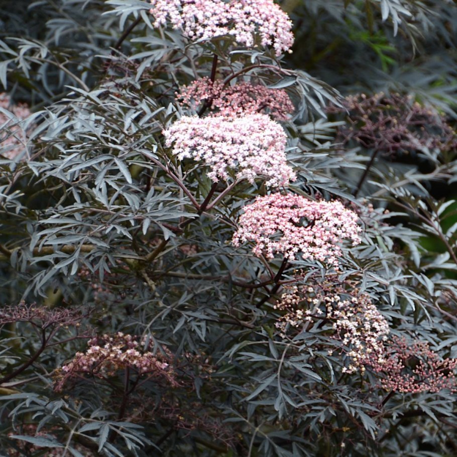 Бузина черная Блэк Лэйс ева