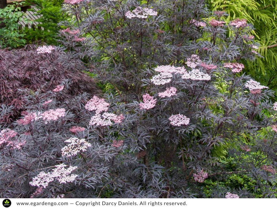 Бузина Sambucus Black Lace