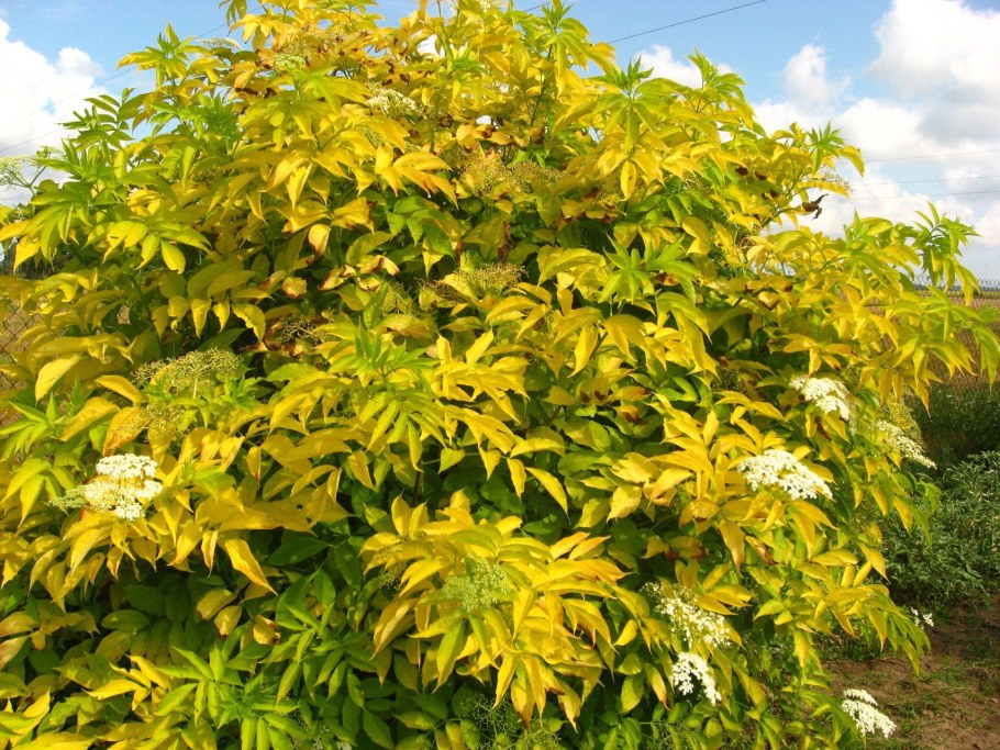 Бузина канадская «Aurea»