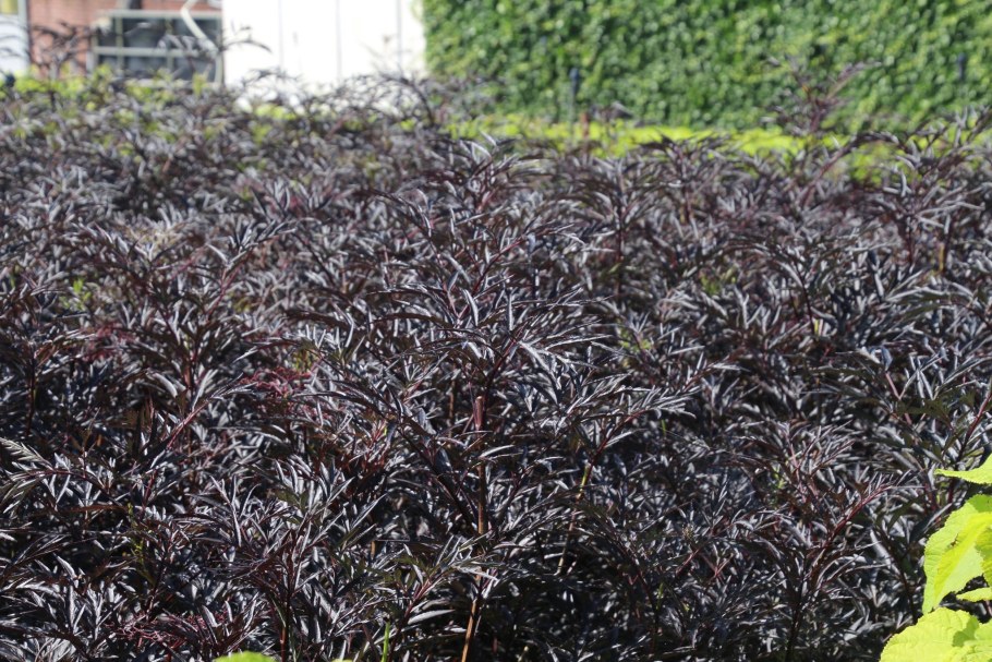 Бузина чёрная Блэк Тауэр