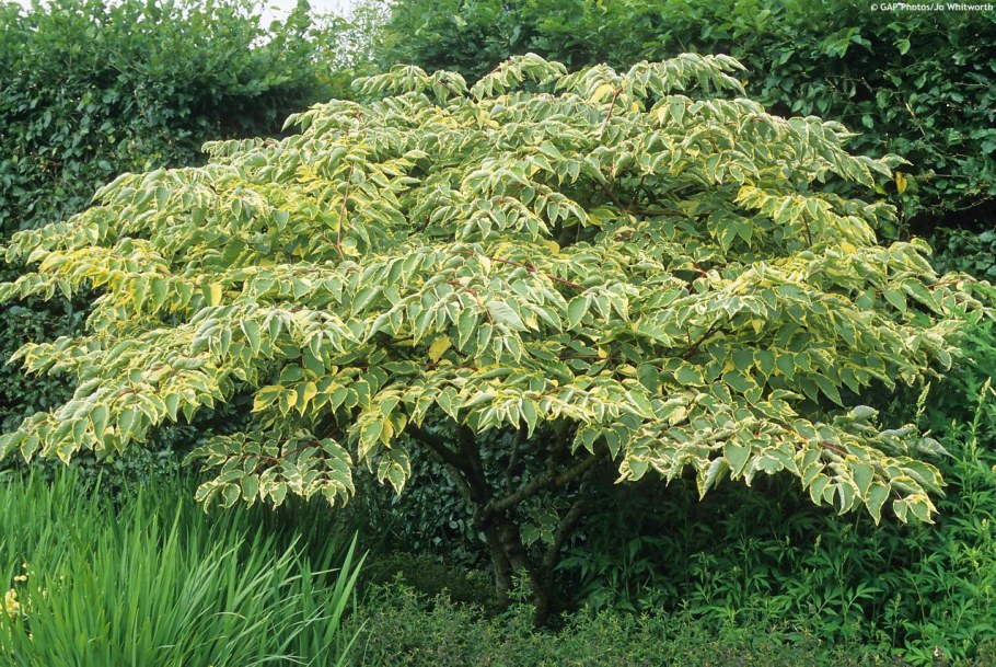 Калина гордовина Вариегата