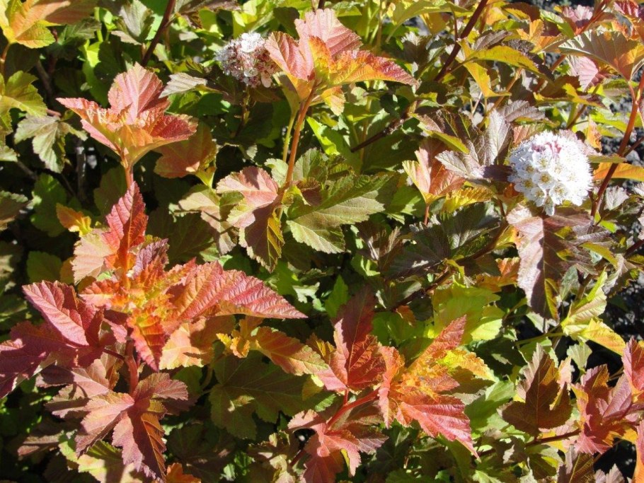 Пузыреплодник калинолистный Эмбер Джубили