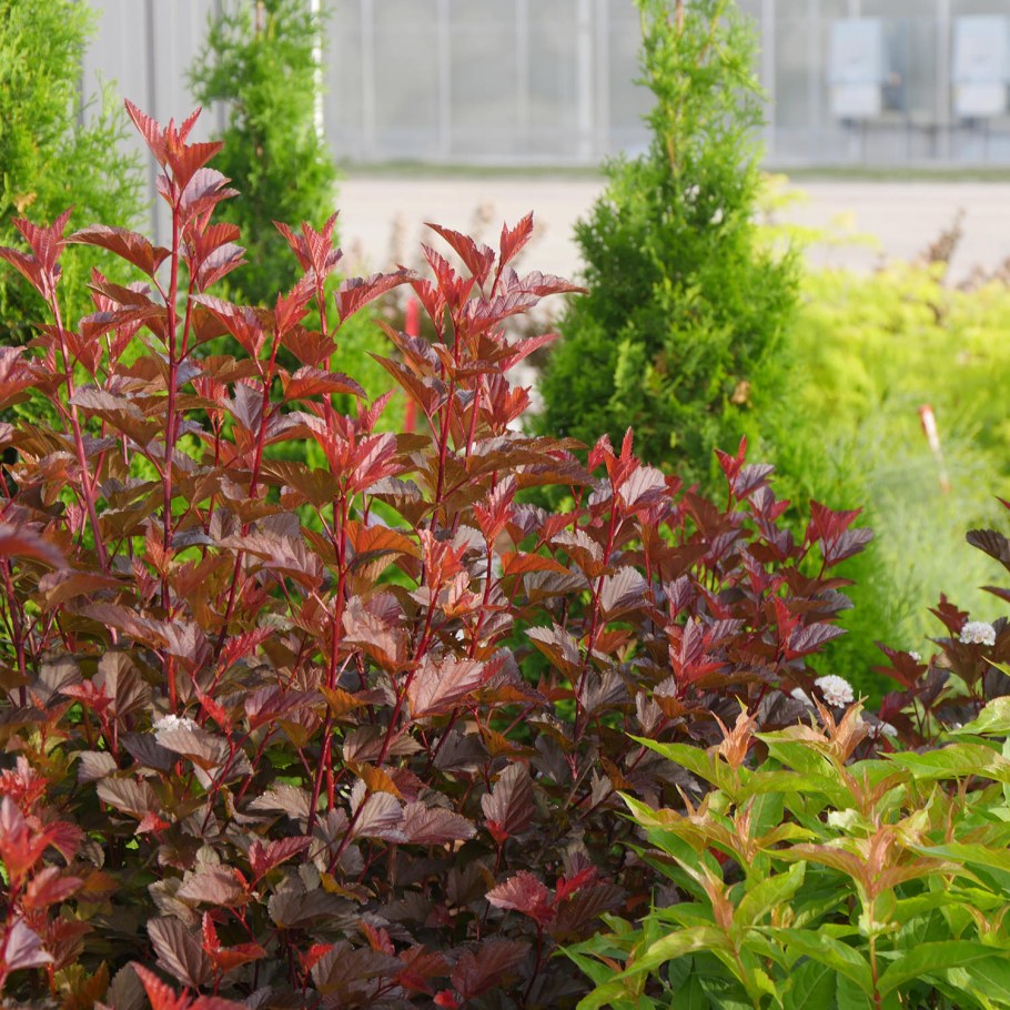 Пузыреплодник Эмбер Джубили