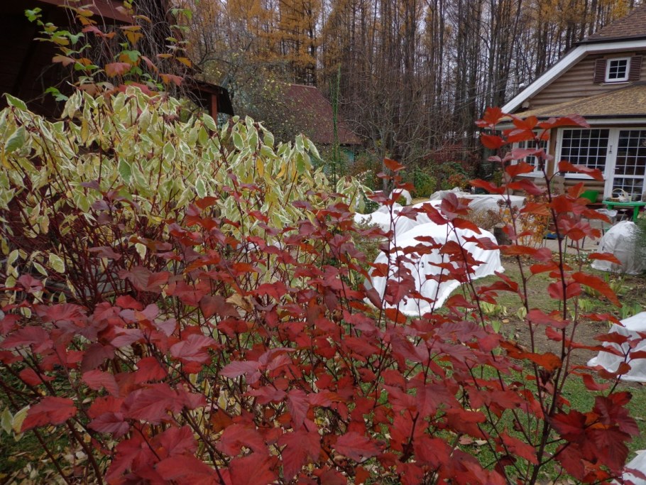Пузыреплодник калинолистный Эмбер Джубили