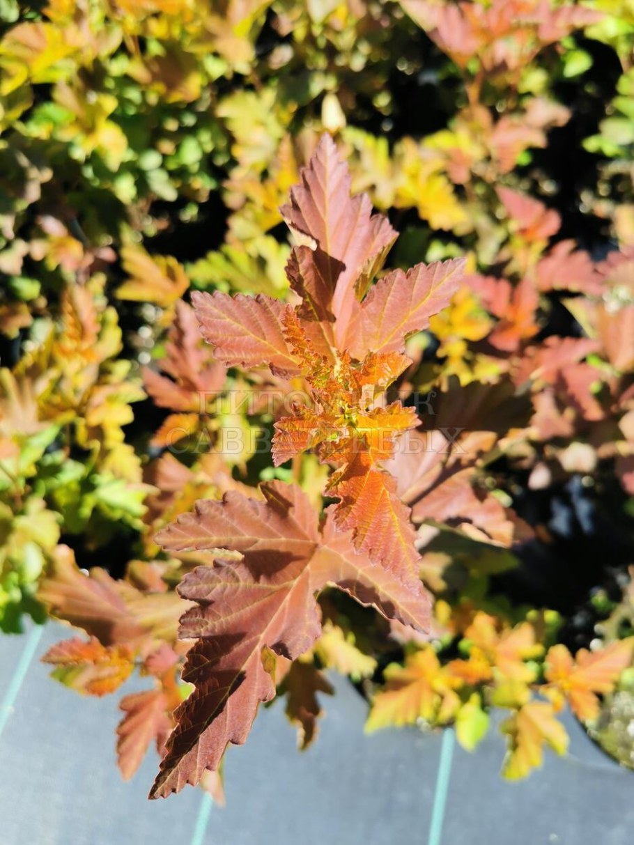 Пузыреплодник калинолистный Амбер Джубили