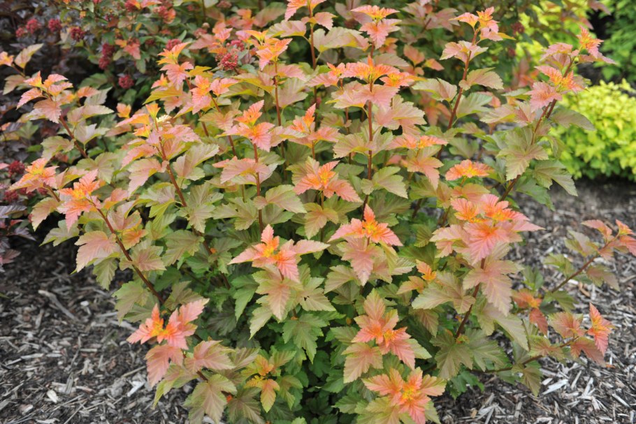 Пузыреплодник калинолистный Эмбер Джубили