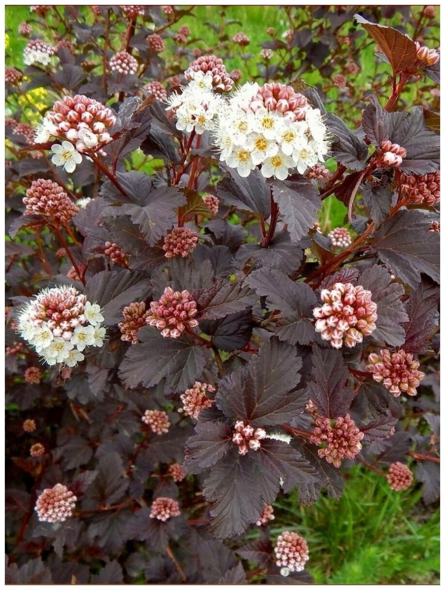 Пузыреплодник Дьяболо