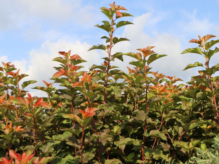 Пузыреплодник калинолистный Эмбер Джубили