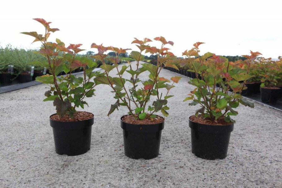 Пузыреплодник калинолистный Эмбер Джубили