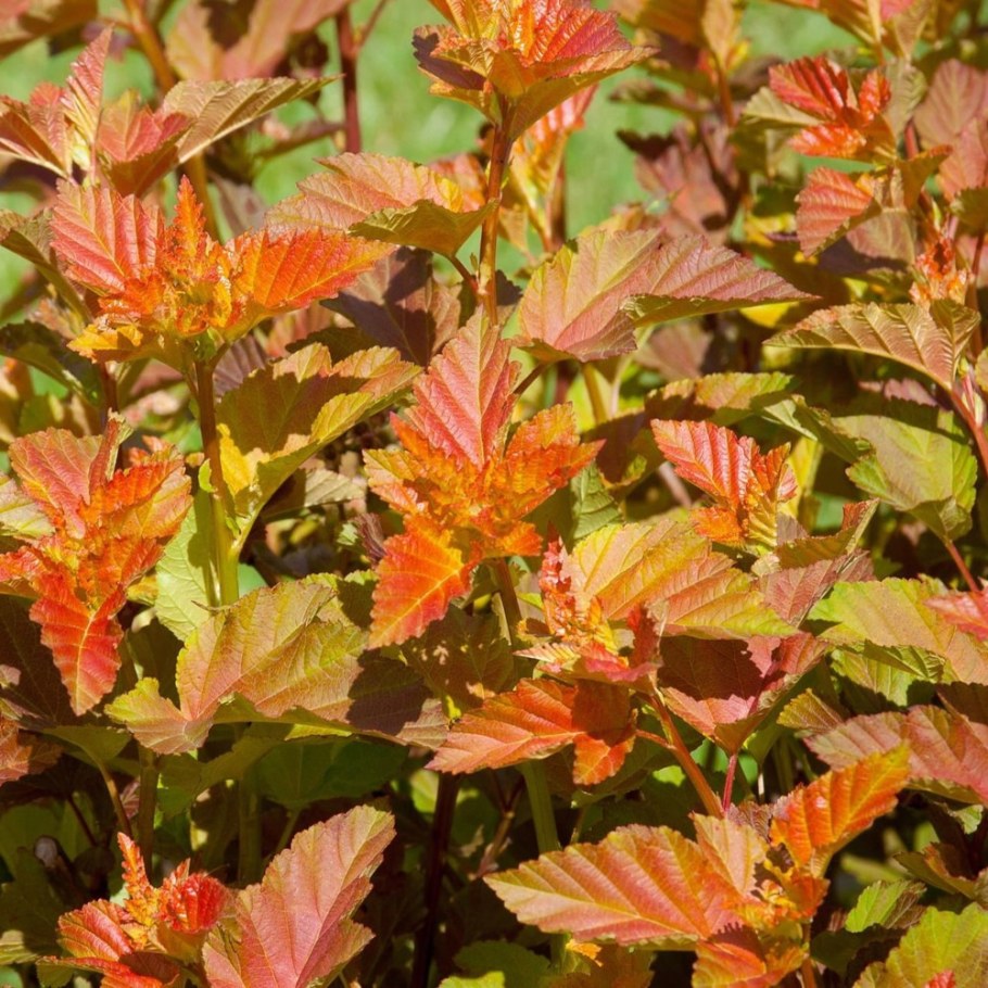 Пузыреплодник калинолистный Эмбер Джубили