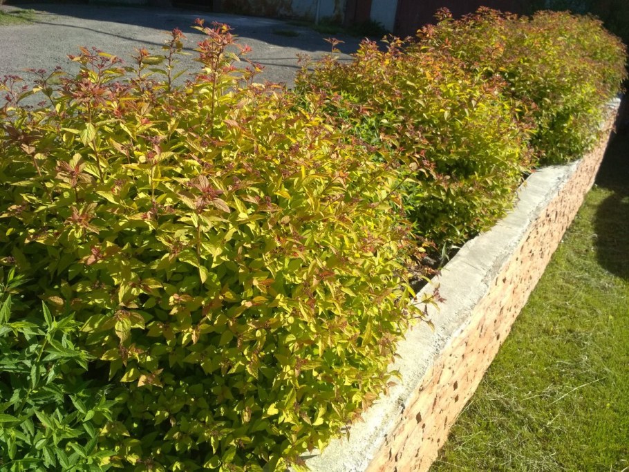 Спирея Голдфлейм