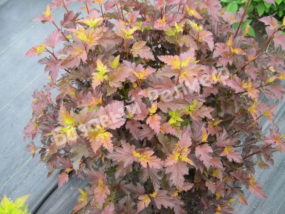 Пузыреплодник калинолистный Эмбер Джубили