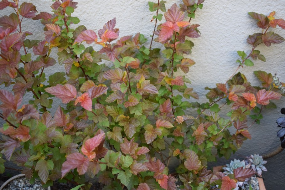 Пузыреплодник Амбер Джубили