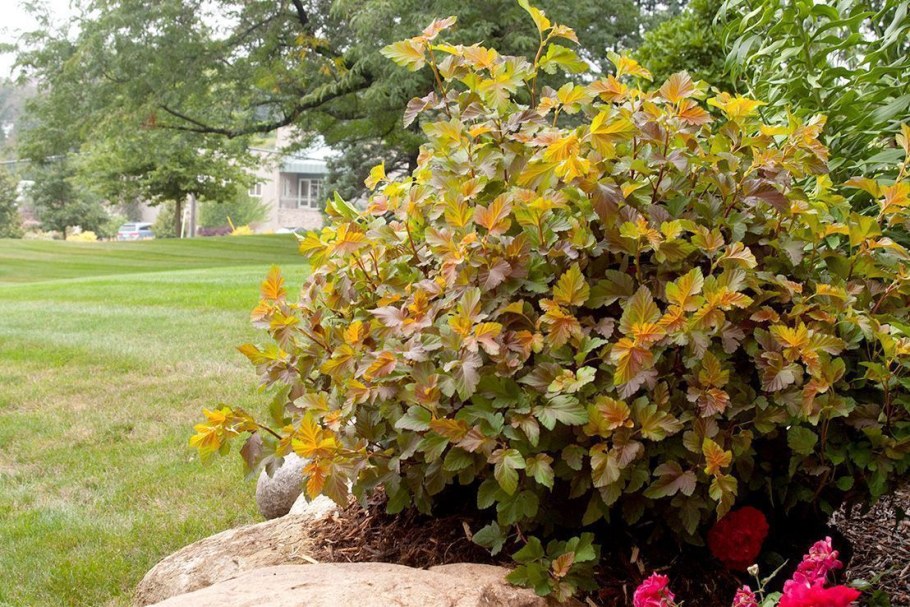 Пузыреплодник калинолистный Amber Jubilee