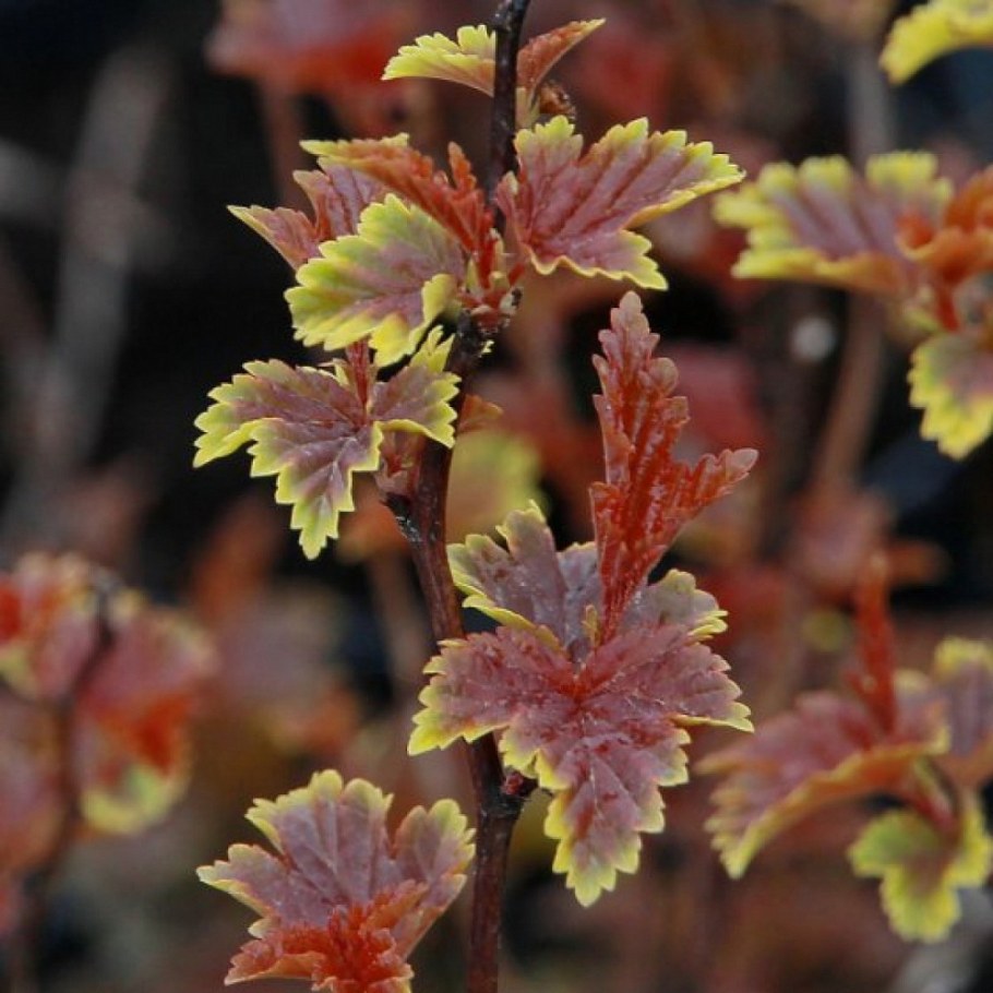 Пузыреплодник калинолистный little Joker