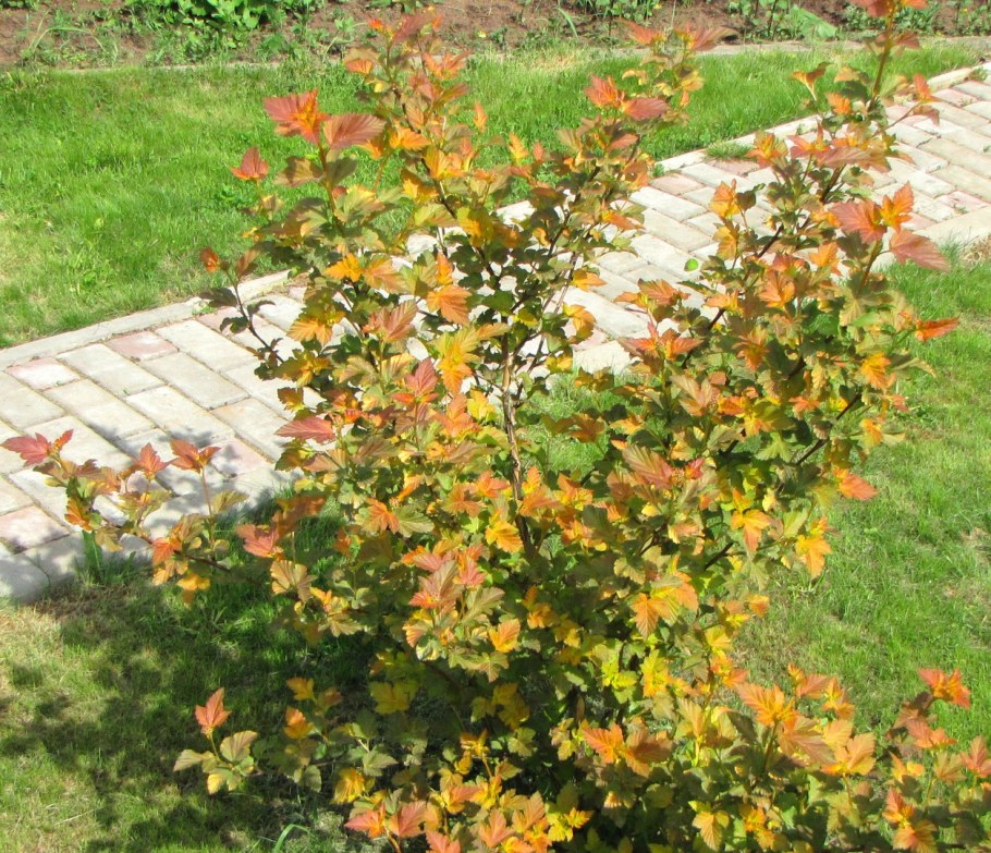 Пузыреплодник Джубили