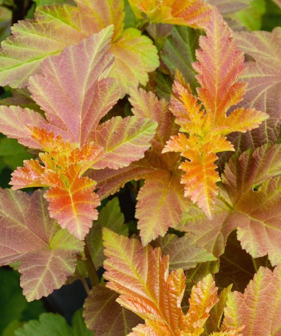 Пузыреплодник Амбер Джубили Amber Jubilee