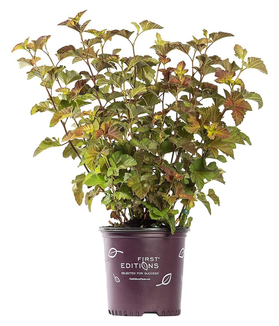 Пузыреплодник Амбер Джубили