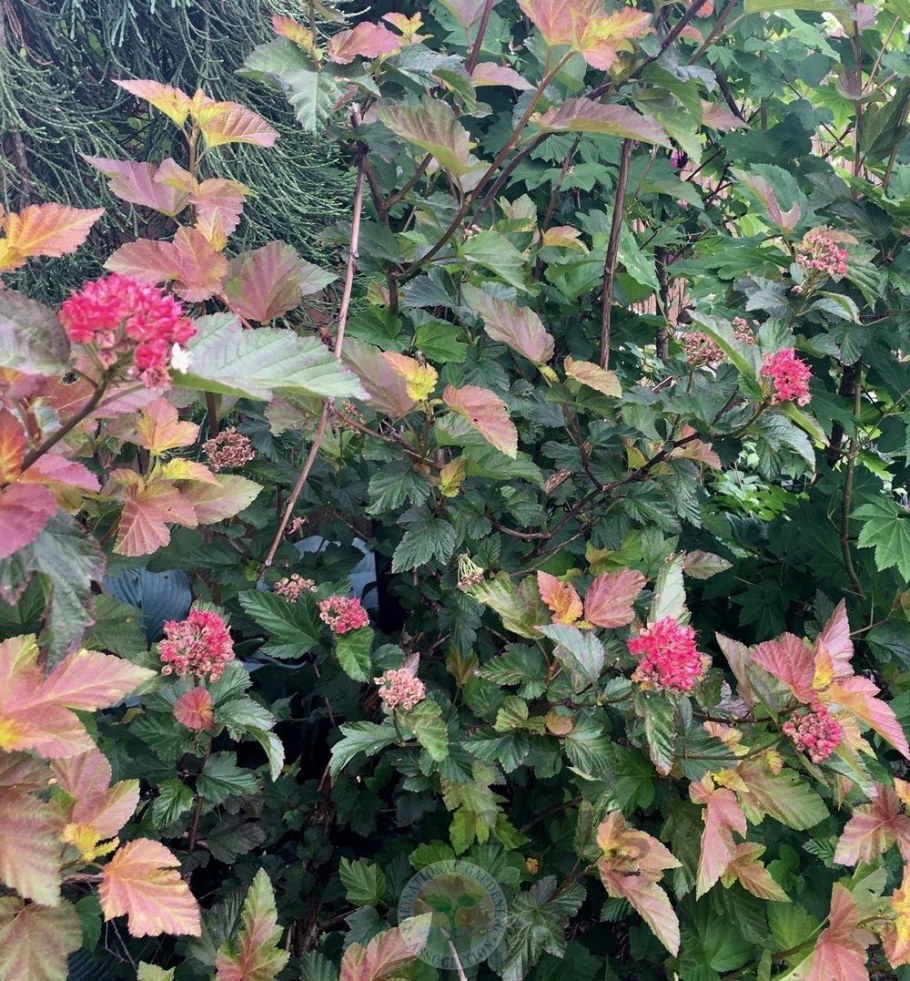 Пузыреплодник Эмбер джубелле