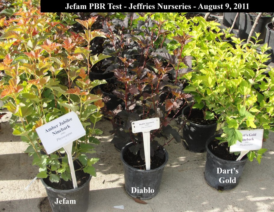 Пузыреплодник калинолистный Эмбер Джубили