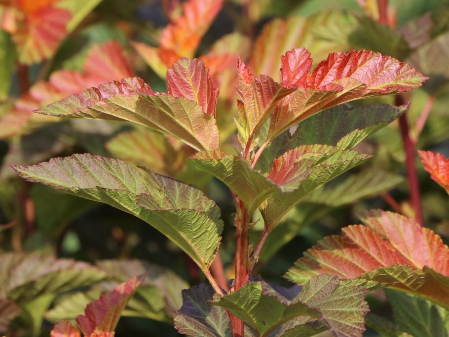 Пузыреплодник калинолистный Эмбер Джубили