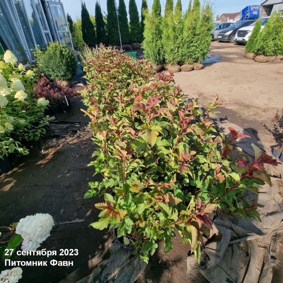 Нандина обсессед