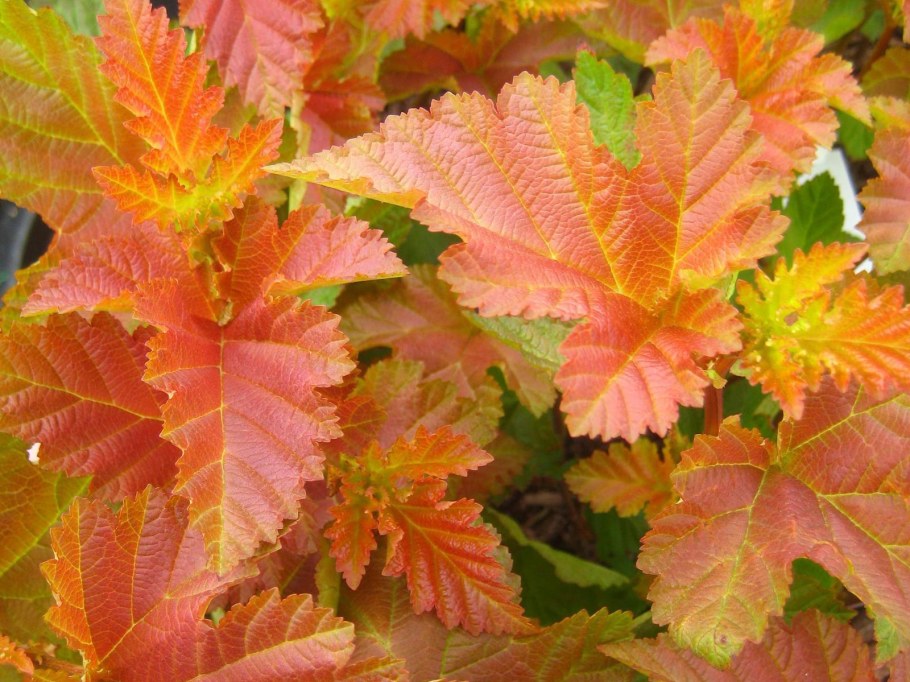 Пузыреплодник Amber Jubilee