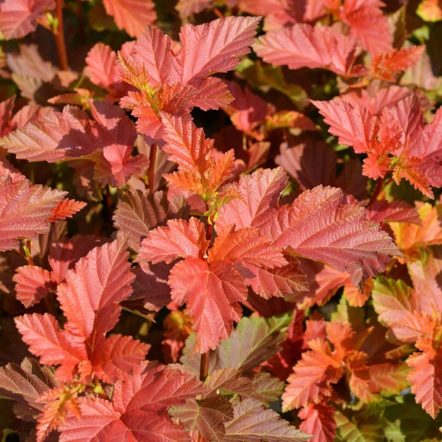 Пузыреплодник крастнолистный Эмбер Джубеле