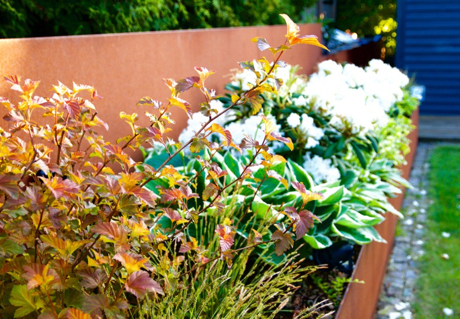 Пузыреплодник Эмбер Джу