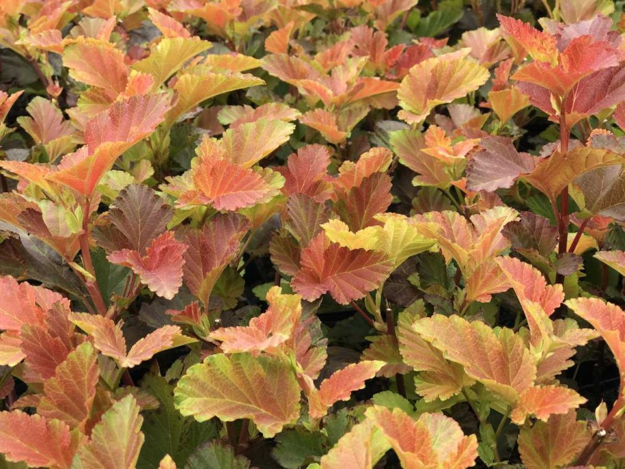 Пузыреплодник Эмбер Джубили