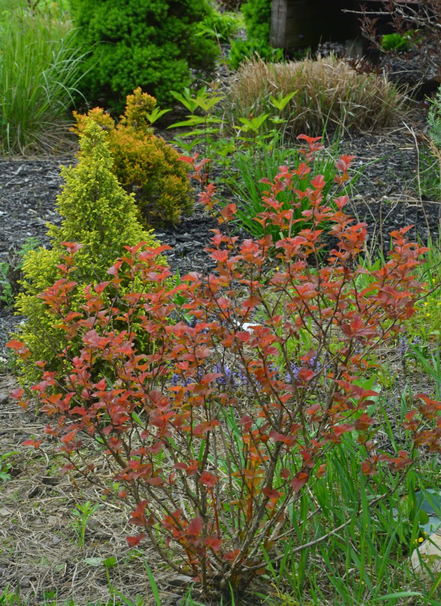 Пузыреплодник Амбер Джубили