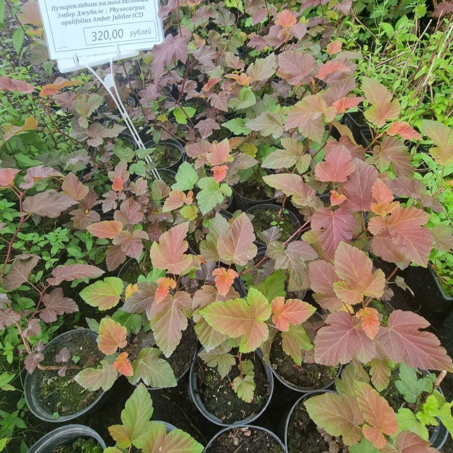 Пузыреплодник здеховича