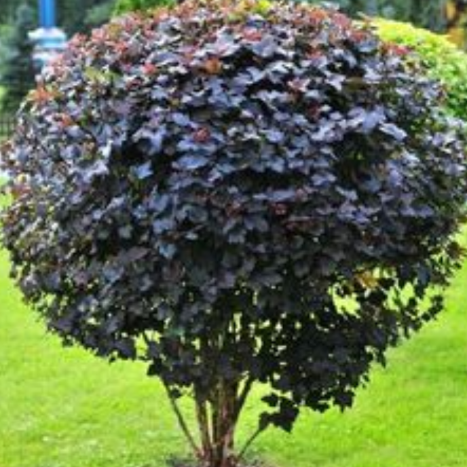 Пузыреплодник калинолистный Diabolo