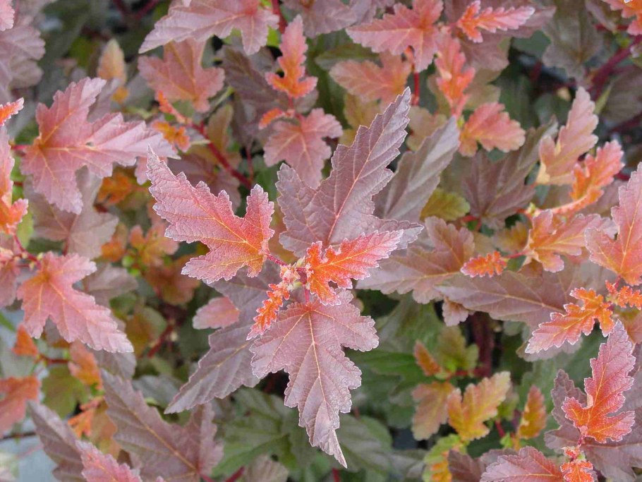 Пузыреплодник джеховице